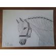 Caballo